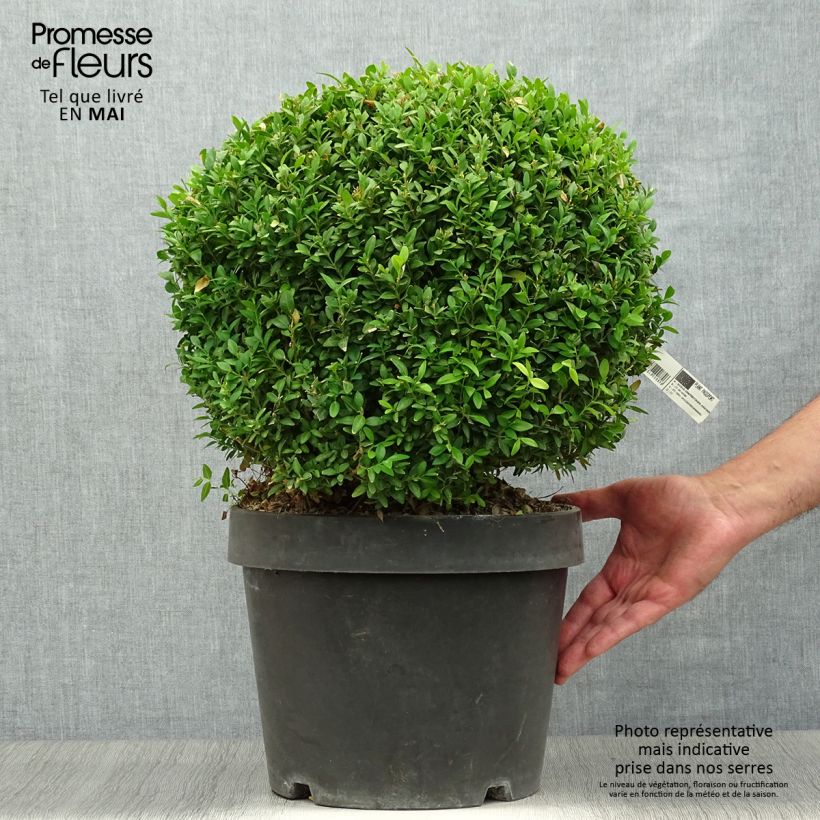 Exemplaar van Buxus sempervirens Arborescent - Palmboompje Pot van 7,5 l/10 l zoals geleverd in de lente