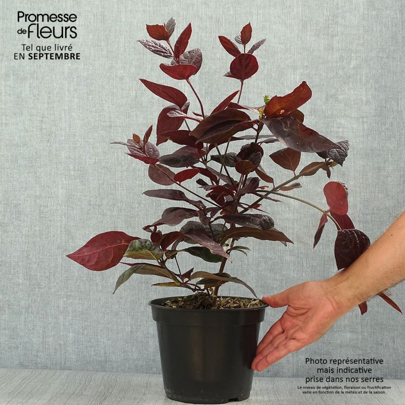 Exemplaar van Calycanthus floridus Burgundy Spice - Specerijstruik Pot van 4 l/5 l zoals geleverd in de herfst