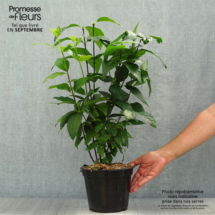 Exemplaar van Calycanthus floridus Michael Lindsay - Specerijstruik Pot van 4 l/5 l zoals geleverd in de herfst