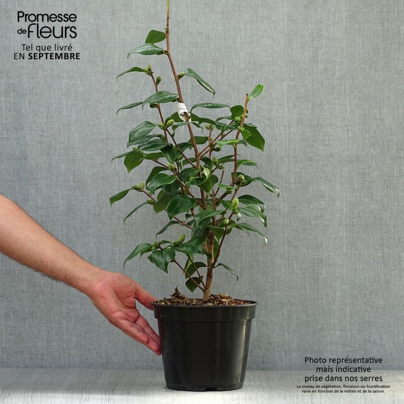 Exemplaar van Camellia japonica de Higo Fuji - Japanse roos Pot van 4 l/5 l zoals geleverd in de herfst