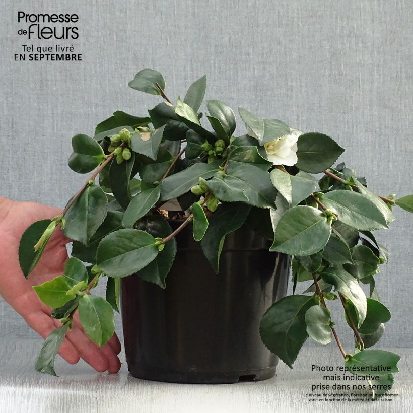 Exemplaar van Camellia sasanqua Waterfall White - Herfstcamelia Pot van 4 l/5 l zoals geleverd in de herfst
