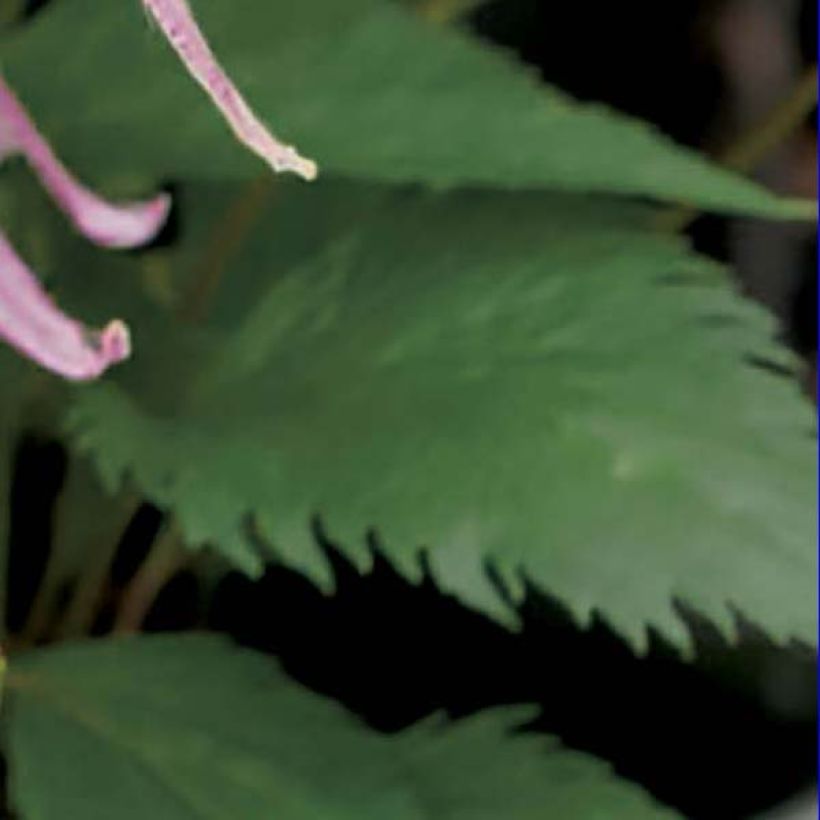 Campanula Pink Octopus - Klokje (Foliage)