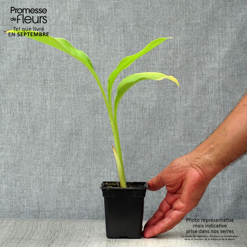 Example of Canna edulis - Canna comestible, Balisier rouge Kweekpotje van 7/8 cm as you get in automne