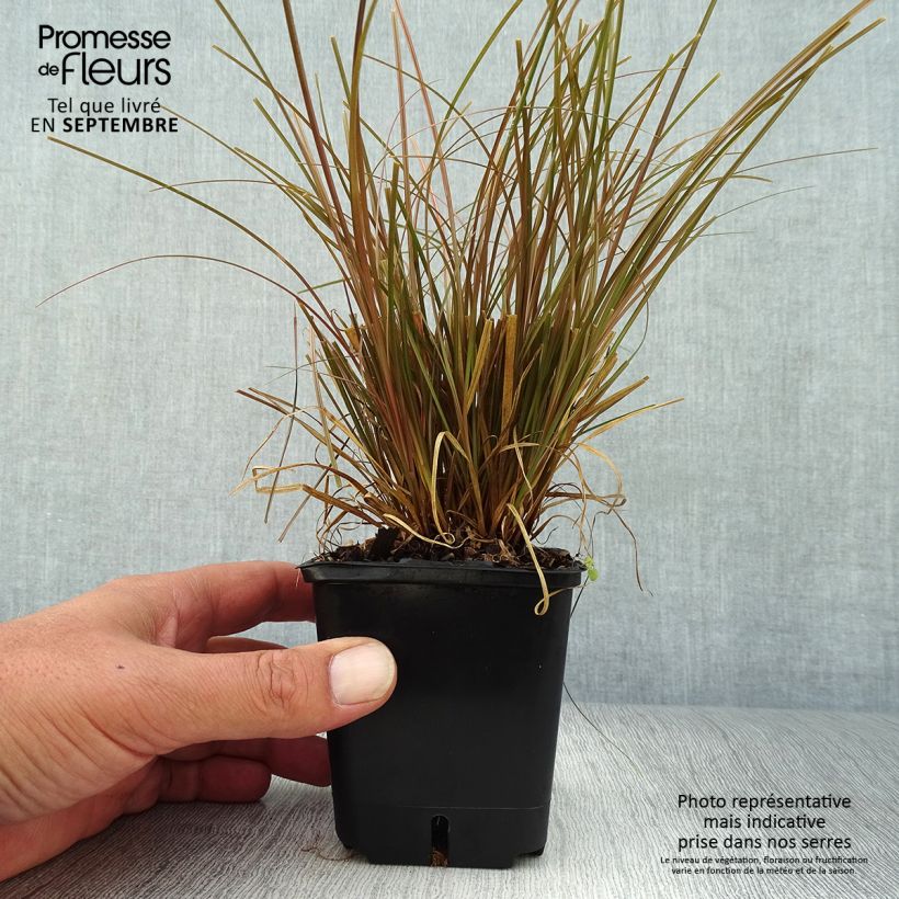 Exemplaar van Carex flagellifera Bronzita - Zegge Kweekpotje van 8/9 cm zoals geleverd in de herfst
