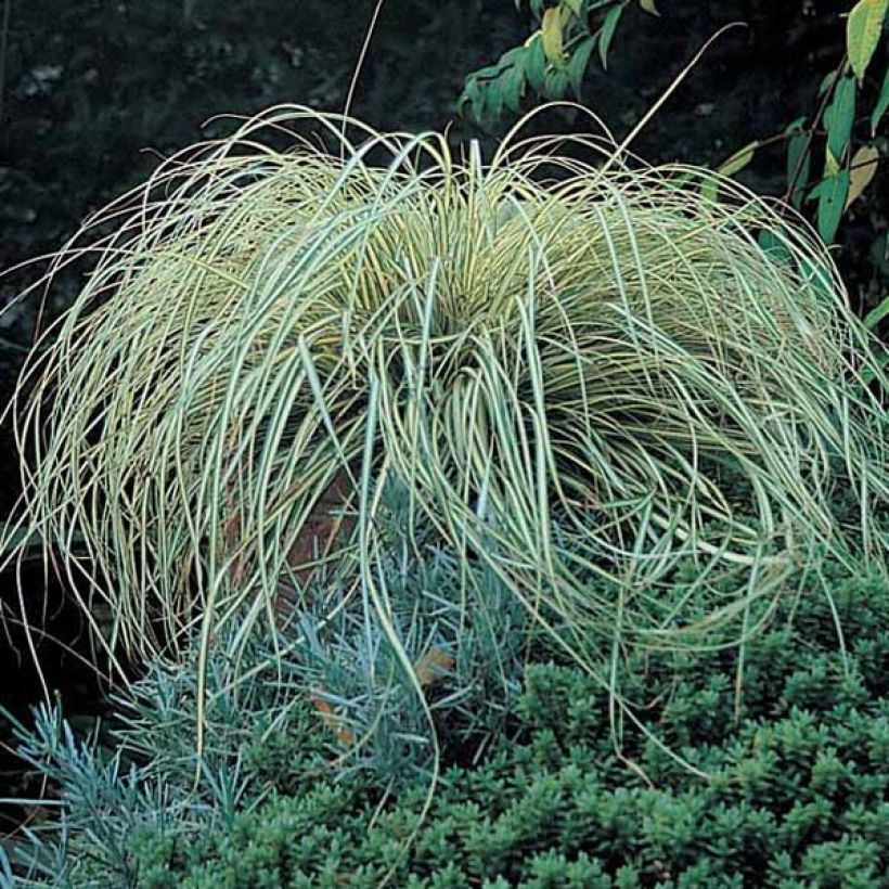 Carex oshimensis Evergold - Japanse zegge (Plant habit)