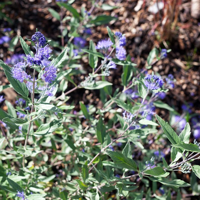 Caryopteris clandonensis Dark Knight - Blauwe spirea (Bloei)