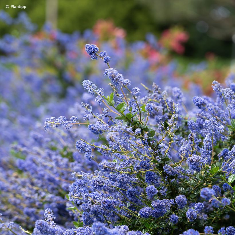 Ceanothus Pacific Wave - Amerikaanse sering (Bloei)