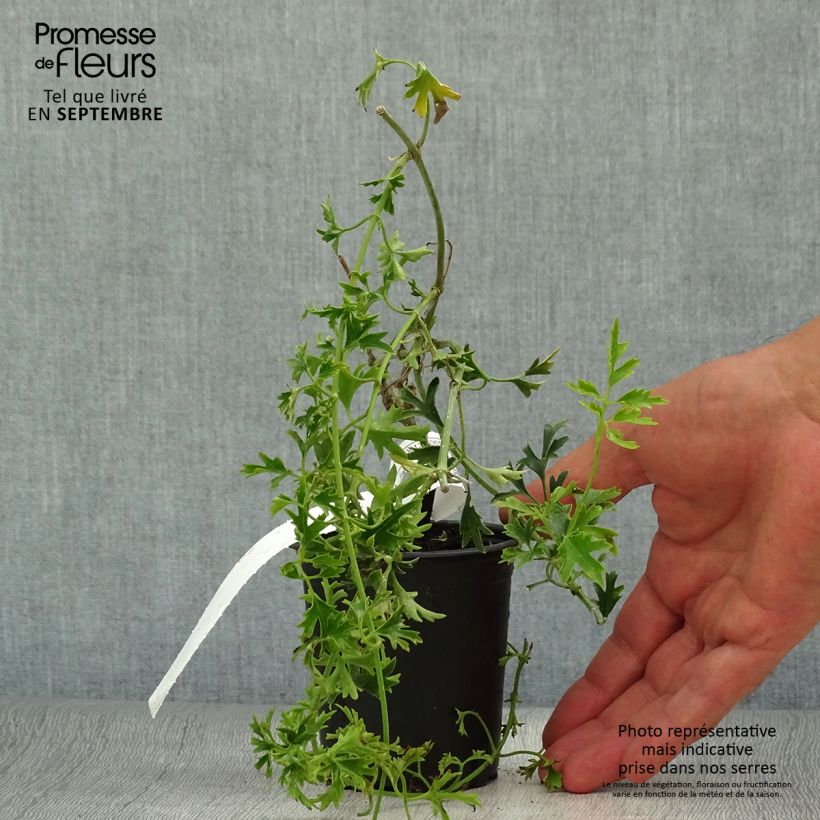 Example of Clématite - Clematis Early Sensation Kweekpotje van 8/9 cm as you get in automne