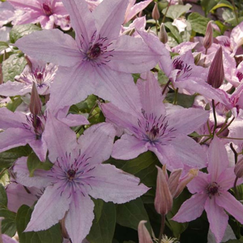 Clematis patens Hagley  - Bosrank (Flowering)