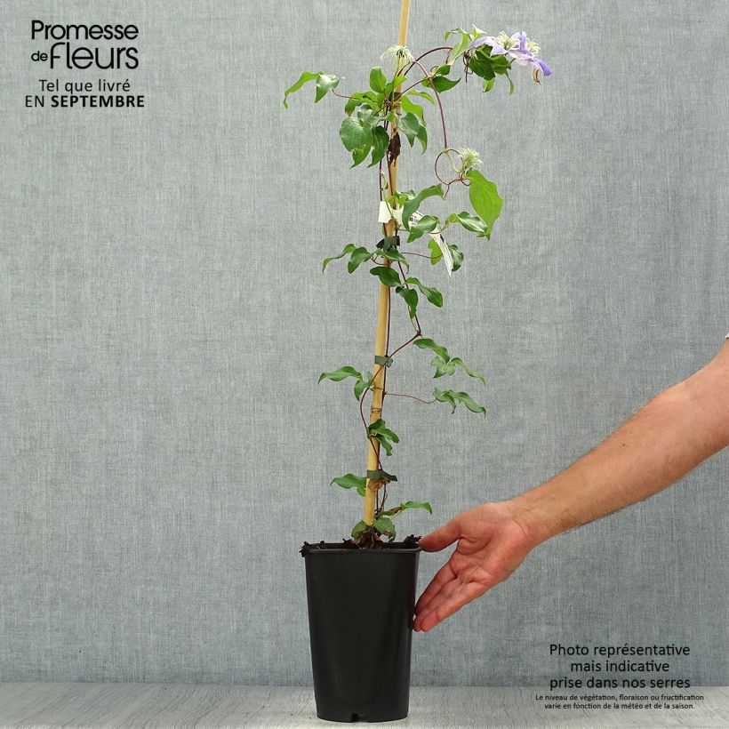 Exemplaar van Clematis patens Lasurstern - Bosrank Pot van 1,5 l/2 l zoals geleverd in de herfst