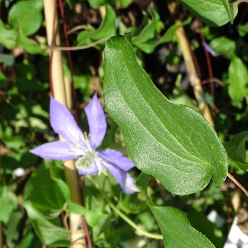 Clematis patens Lasurstern - Bosrank (Foliage)