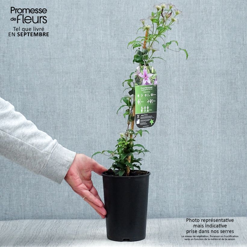 Exemplaar van Clematis Proud Mary - Grootbloemige clematis Pot van 2 l/3 l zoals geleverd in de herfst