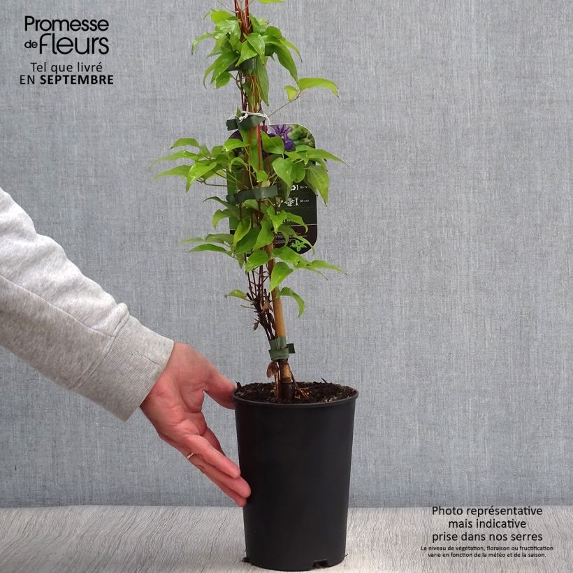 Exemplaar van Clematis patens Viva la Vida - Bosrank Pot van 2 l/3 l zoals geleverd in de herfst