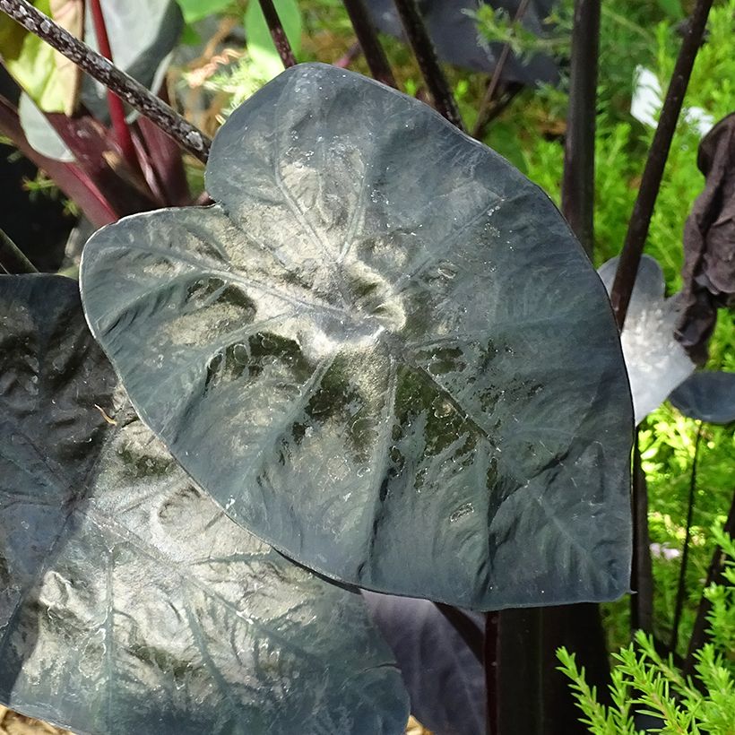 Colocasia Painted Black Gecko - Olifantsoor (Blad)