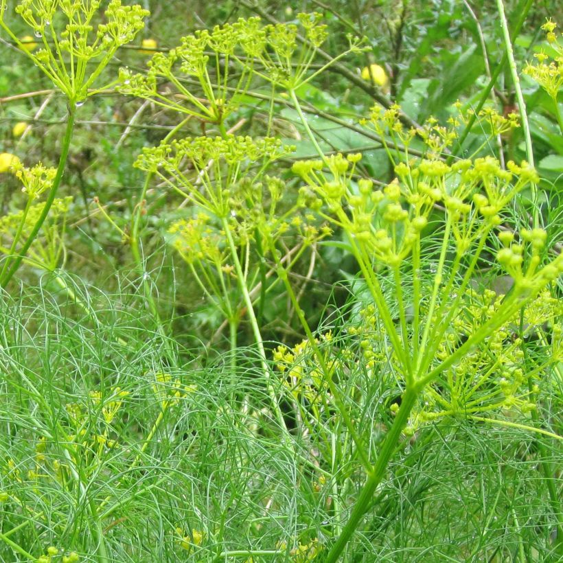 Cachrys alpina - Alpenamarant (Bloei)