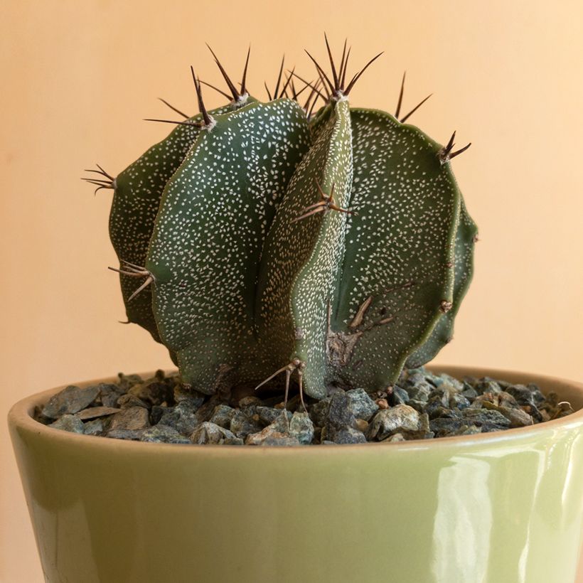 Astrophytum ornatum - Bisschopsmuts (Blad)