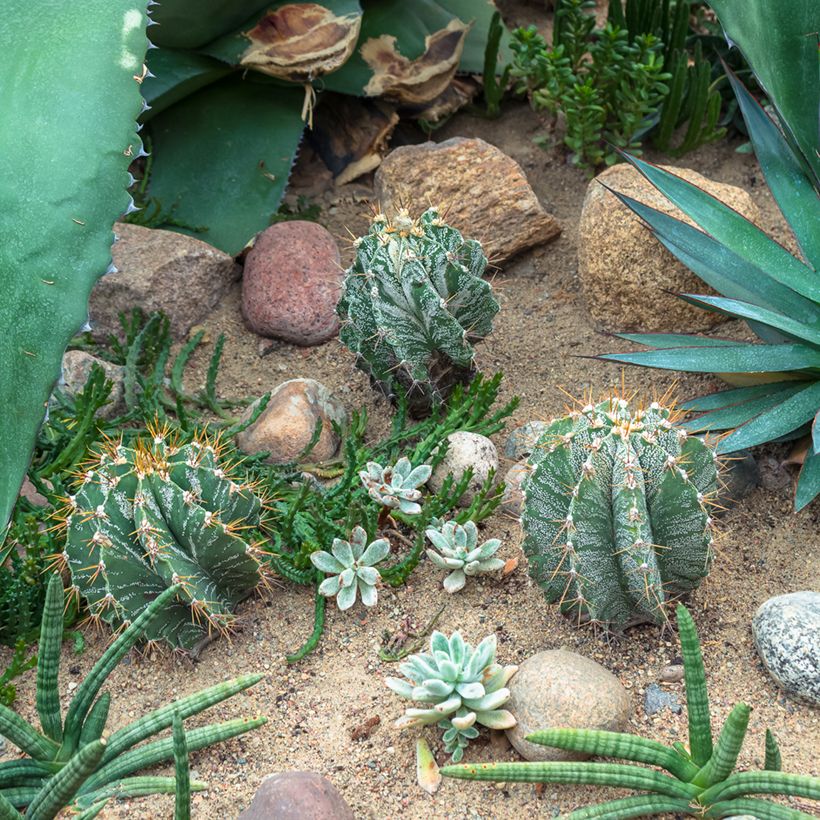 Astrophytum ornatum - Bisschopsmuts (Groeiplaats)