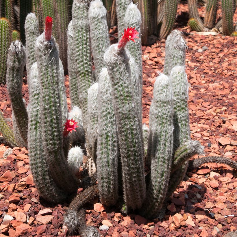 Cleistocactus strausii - Zilveren fakkel (Groeiplaats)