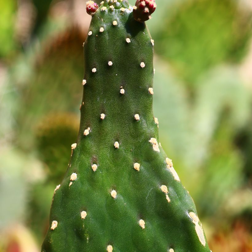 Consolea rubescens - Cactus (Blad)