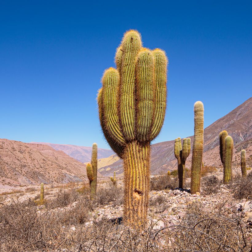 Echinopsis pasacana - Andeszuilcactus (Groeiplaats)