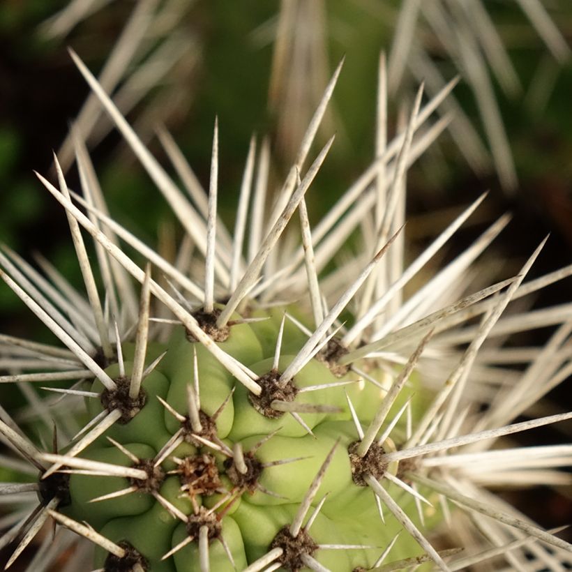 Harrisia tetracantha - Cactus (Blad)