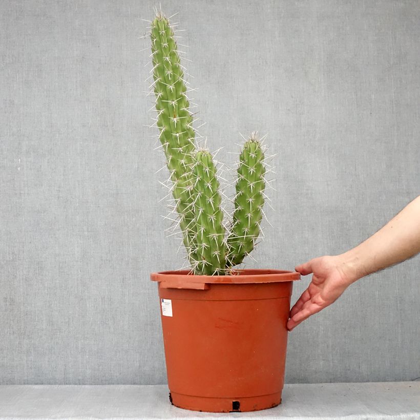 Example of Cactus - Harrisia tetracantha Pot van 12 l/15 l as you get in hiver