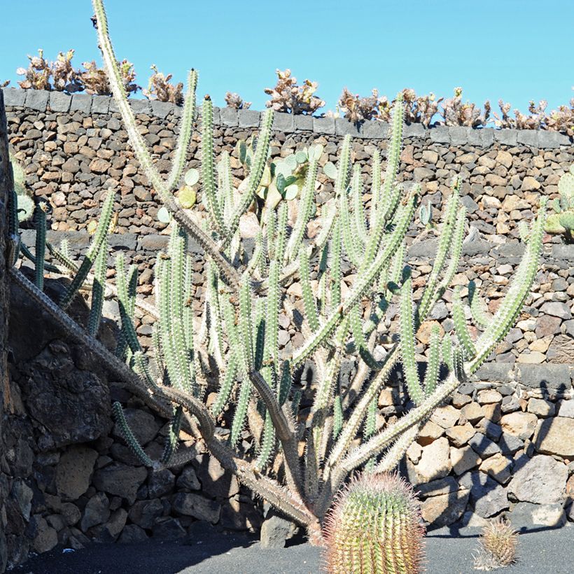 Harrisia tetracantha - Cactus (Groeiplaats)