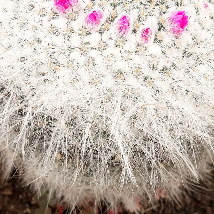 Mammillaria hahniana - Tepelcactus (Blad)