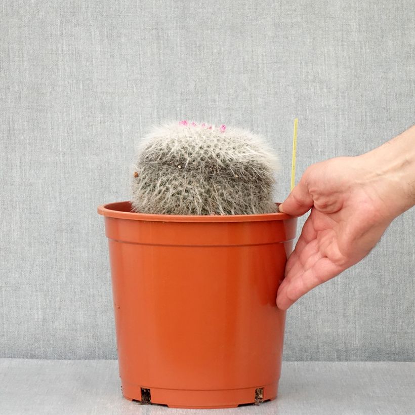 Example of Cactus - Mammillaria hahniana Pot van 4 l/5 l as you get in hiver