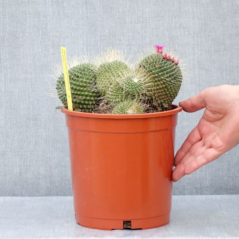 Exemplaar van Mammillaria Un Pico - Tepelcactus Pot van 4 l/5 l zoals geleverd in de lente