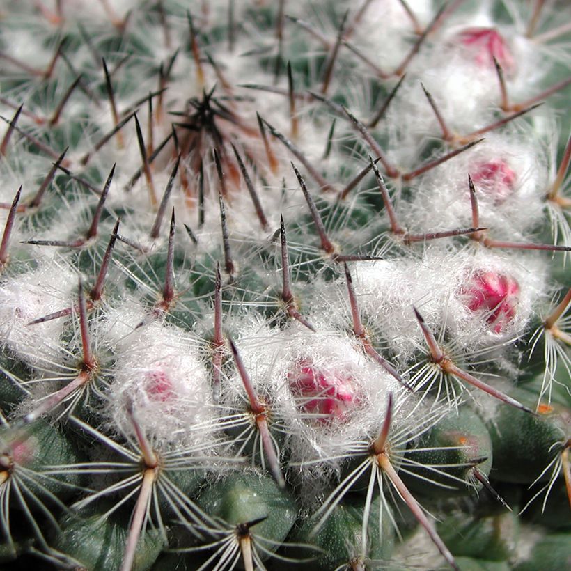 Mammillaria compressa - Tepelcactus (Blad)