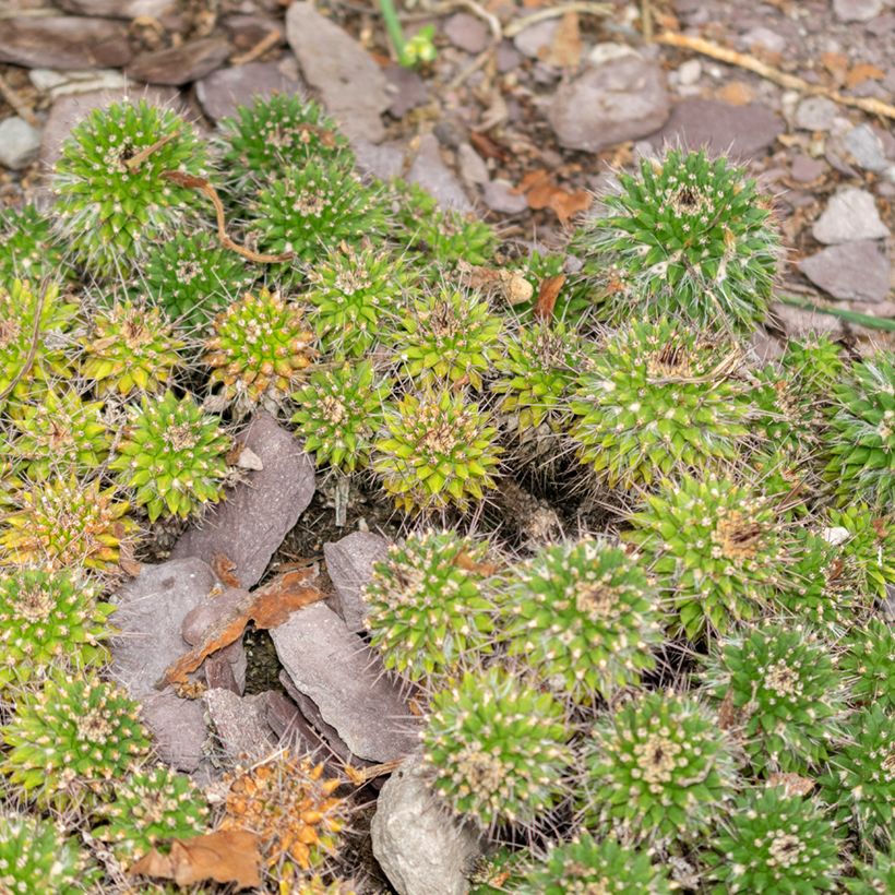 Mammillaria compressa - Tepelcactus (Groeiplaats)