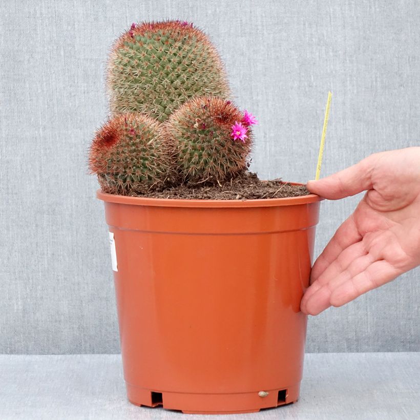 Example of Mammillaria ernestii rubrispina - Tepelcactus Pot van 4 l/5 l as you get in hiver