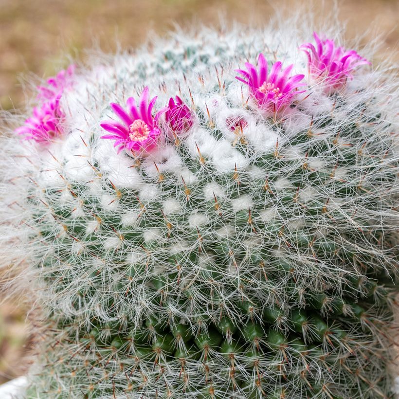 Mammillaria hahniana - Tepelcactus (Bloei)