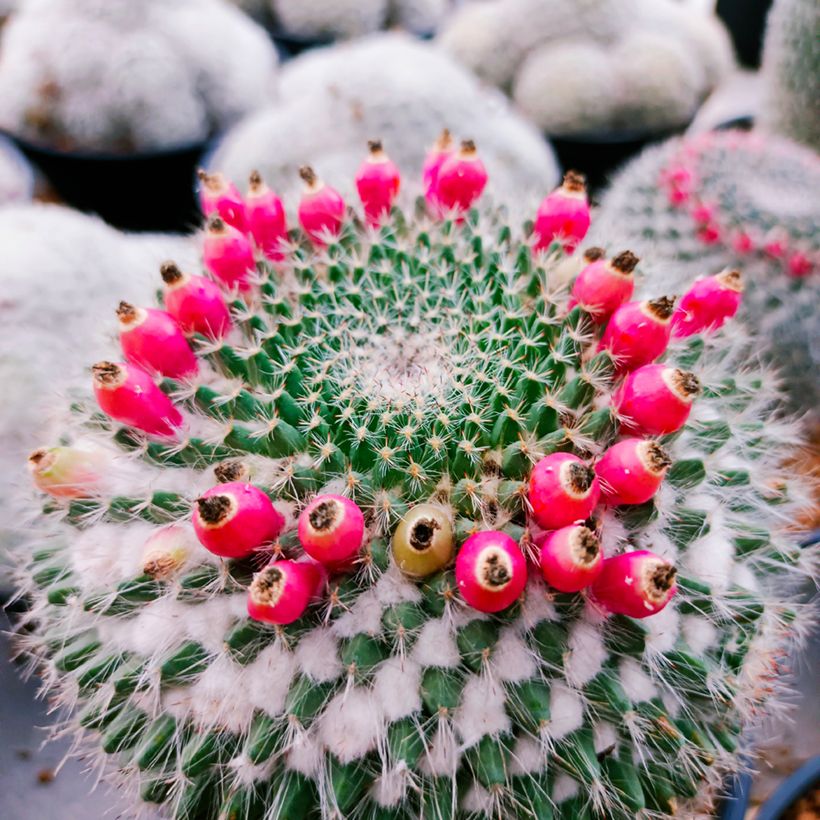 Mammillaria hahniana - Tepelcactus (Oogst)