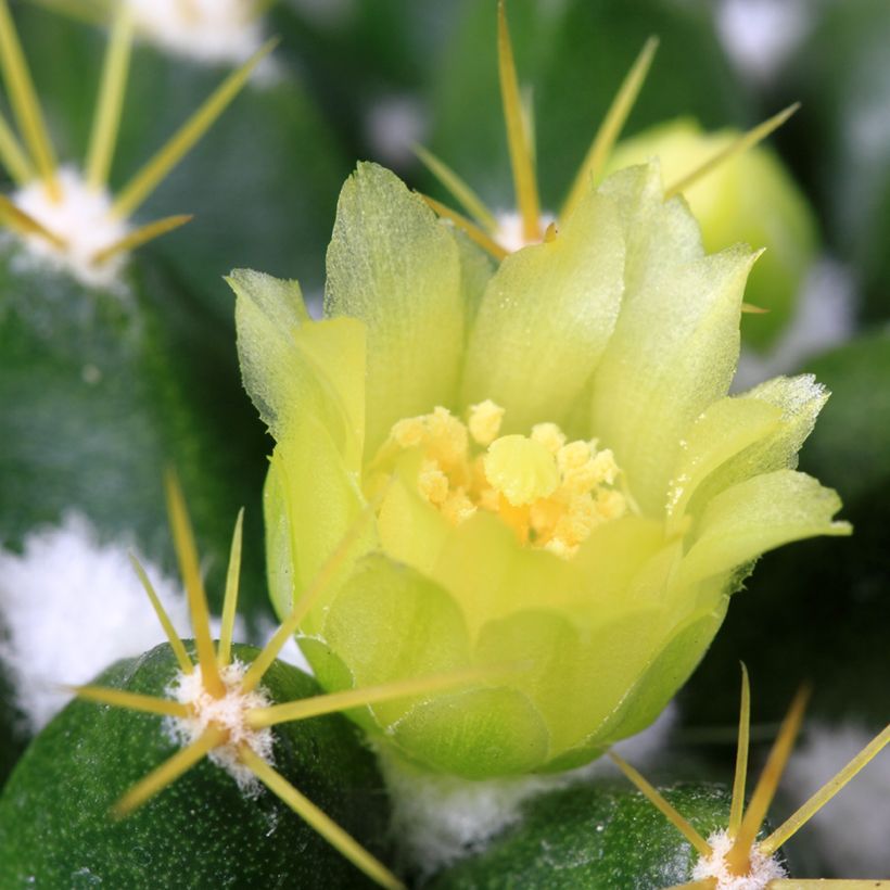 Mammillaria marksiana - Tepelcactus (Bloei)