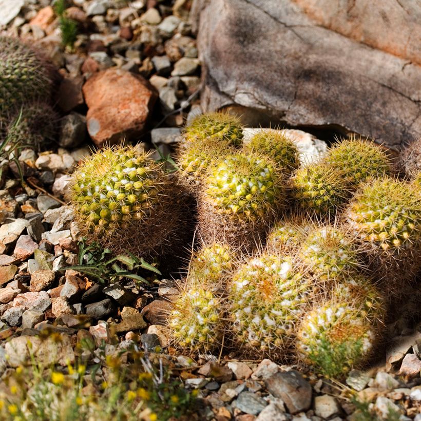 Mammillaria marksiana - Tepelcactus (Groeiplaats)