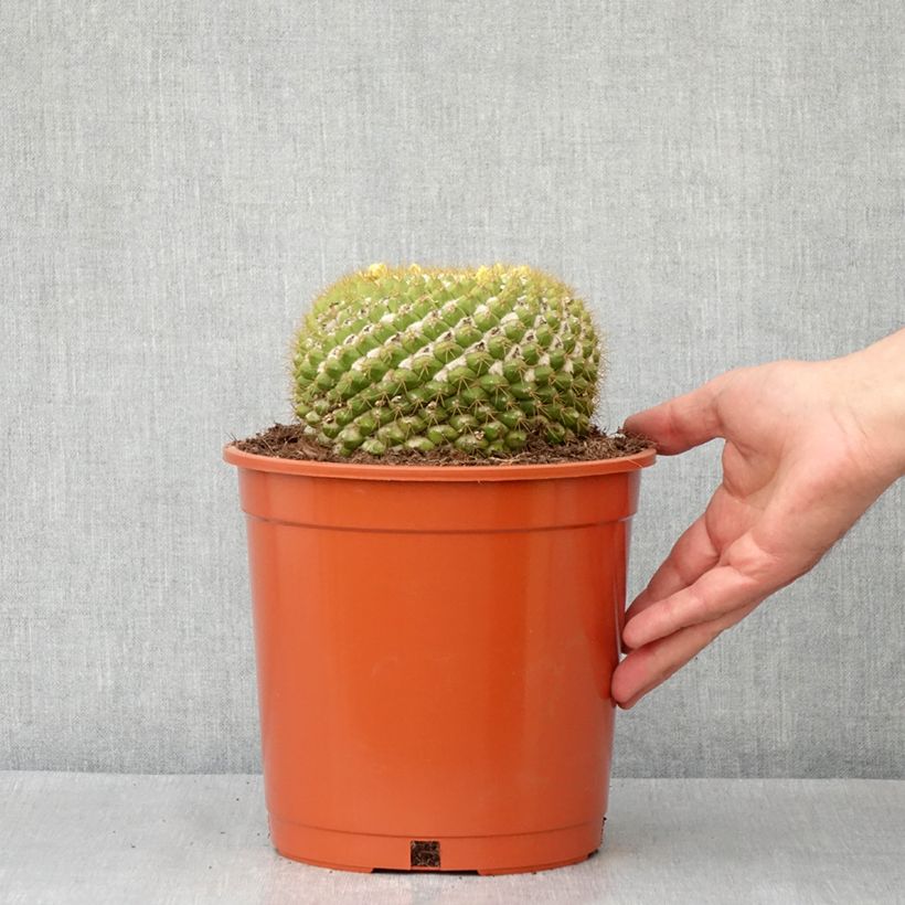 Example of Cactus - Mammillaria marksiana Pot van 4 l/5 l as you get in hiver