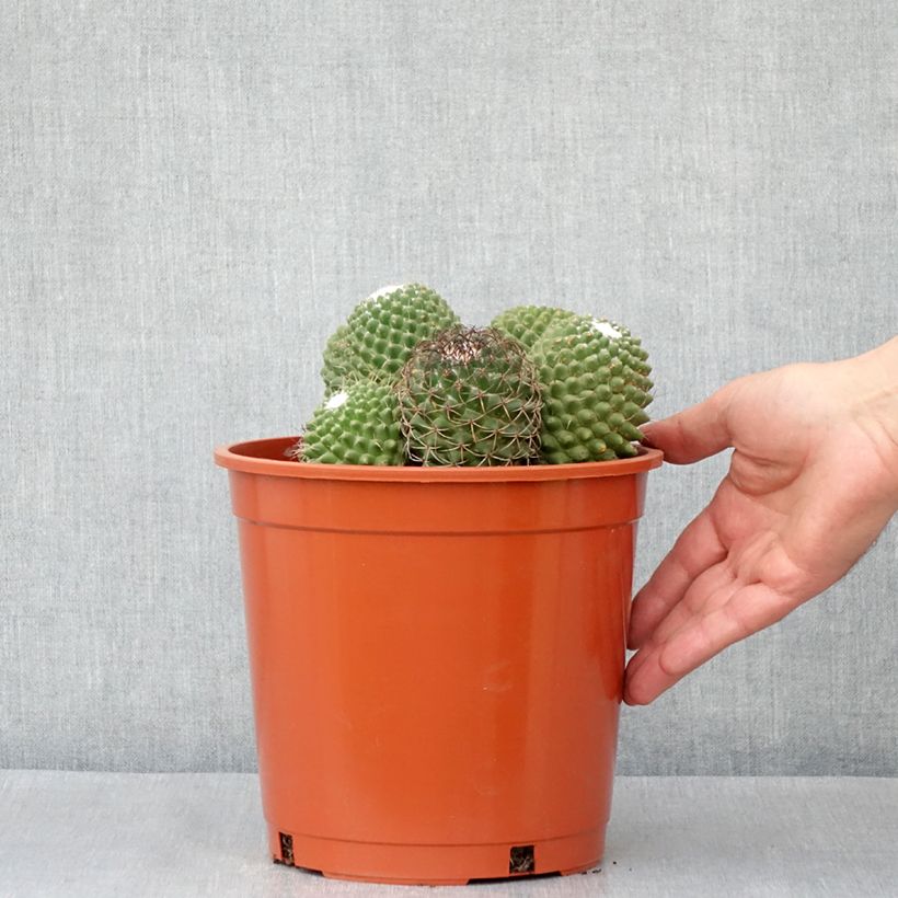 Example of Cactus - Mammillaria Toluca Pot van 4 l/5 l as you get in hiver