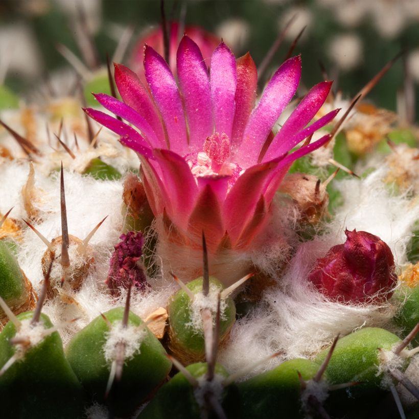 Mammillaria pringlei - Tepelcactus (Bloei)