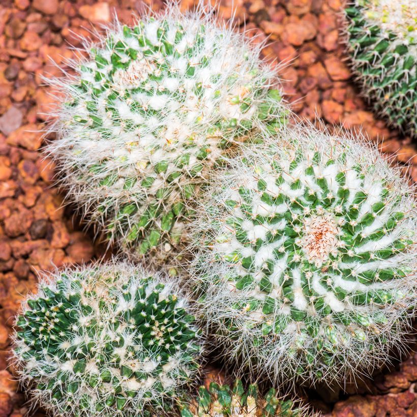 Mammillaria pringlei - Tepelcactus (Groeiplaats)