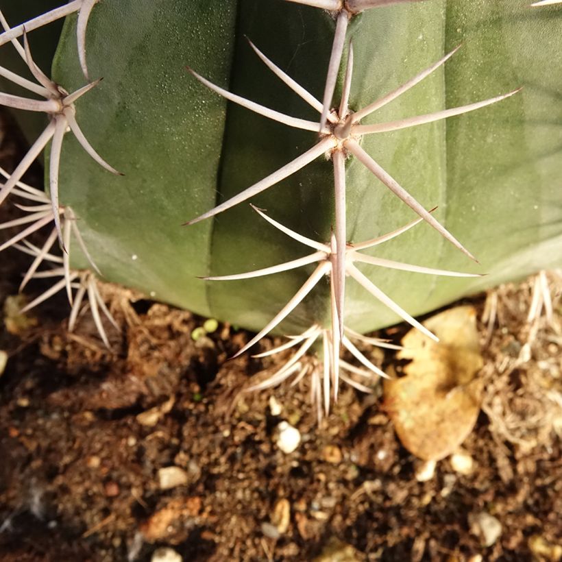 Melocactus bahiensis - Turkse muts (Blad)