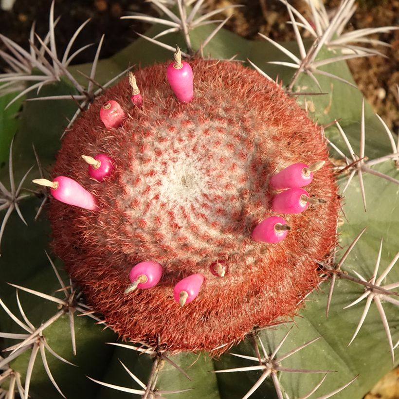 Melocactus bahiensis - Turkse muts (Bloei)