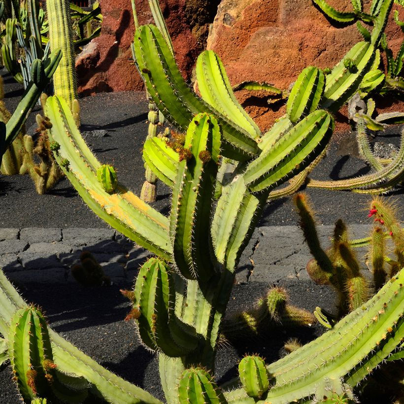 Polaskia chende - Cactus (Groeiplaats)