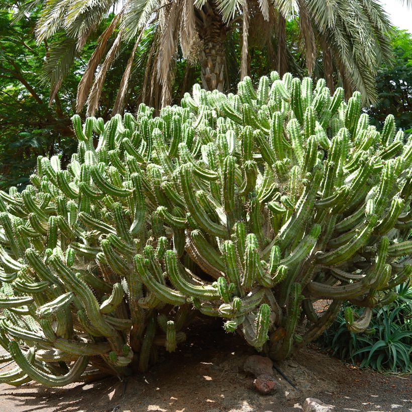 Polaskia chichipe - Cactus (Groeiplaats)