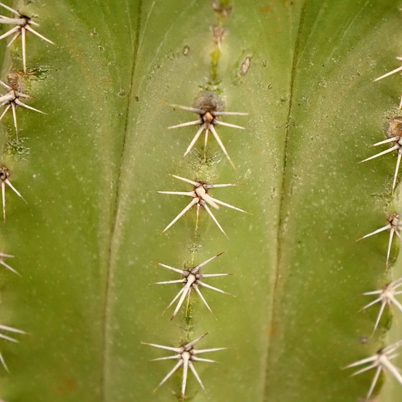Polaskia chichipe - Cactus (Blad)