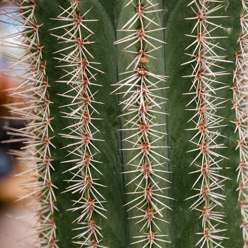 Stenocereus griseus - Zuilcactus (Blad)