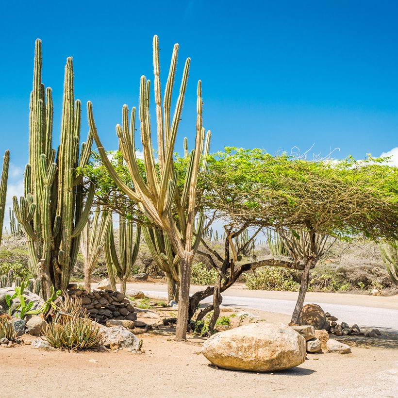 Stenocereus griseus - Zuilcactus (Groeiplaats)