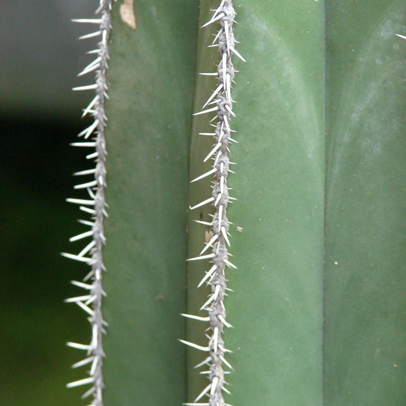 Stenocereus marginatus - Zuilcactus (Blad)