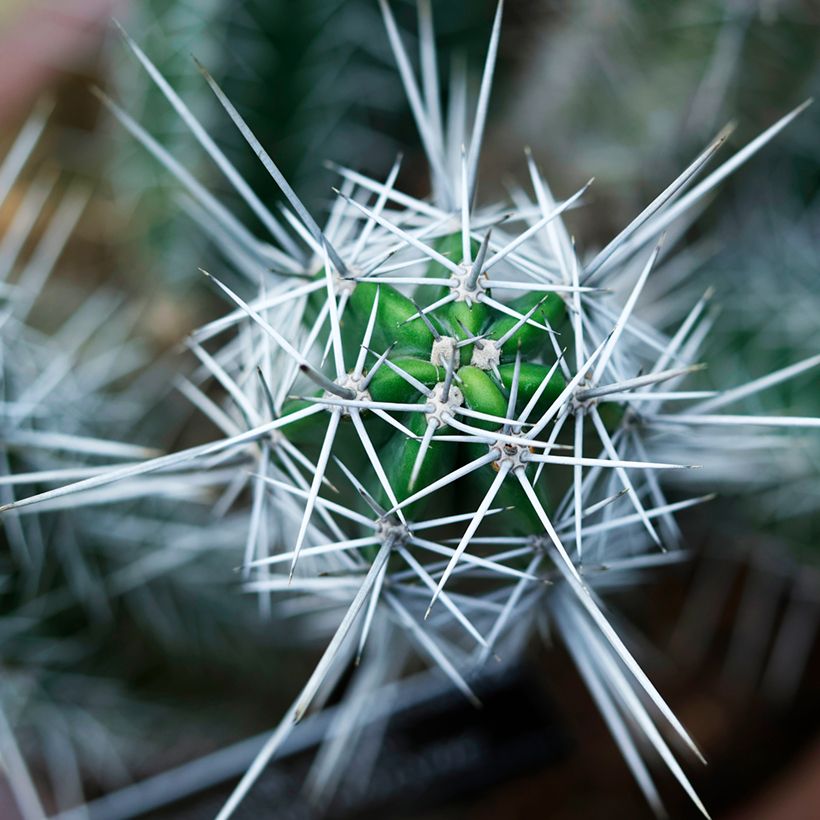Stetsonia coryne - Tandenstoker cactus (Blad)